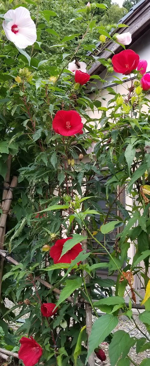 9/19真っ赤なアドニス～大好きな品種🎵 左上の花はピーチホワイト…タイタンビカスの中