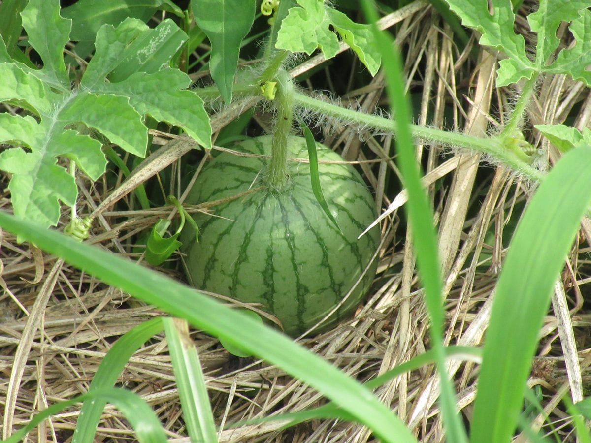 小玉スイカ🍉 ピンポン玉ほどの大きさです。 育ってくれるか不明です。(^o^ゞ