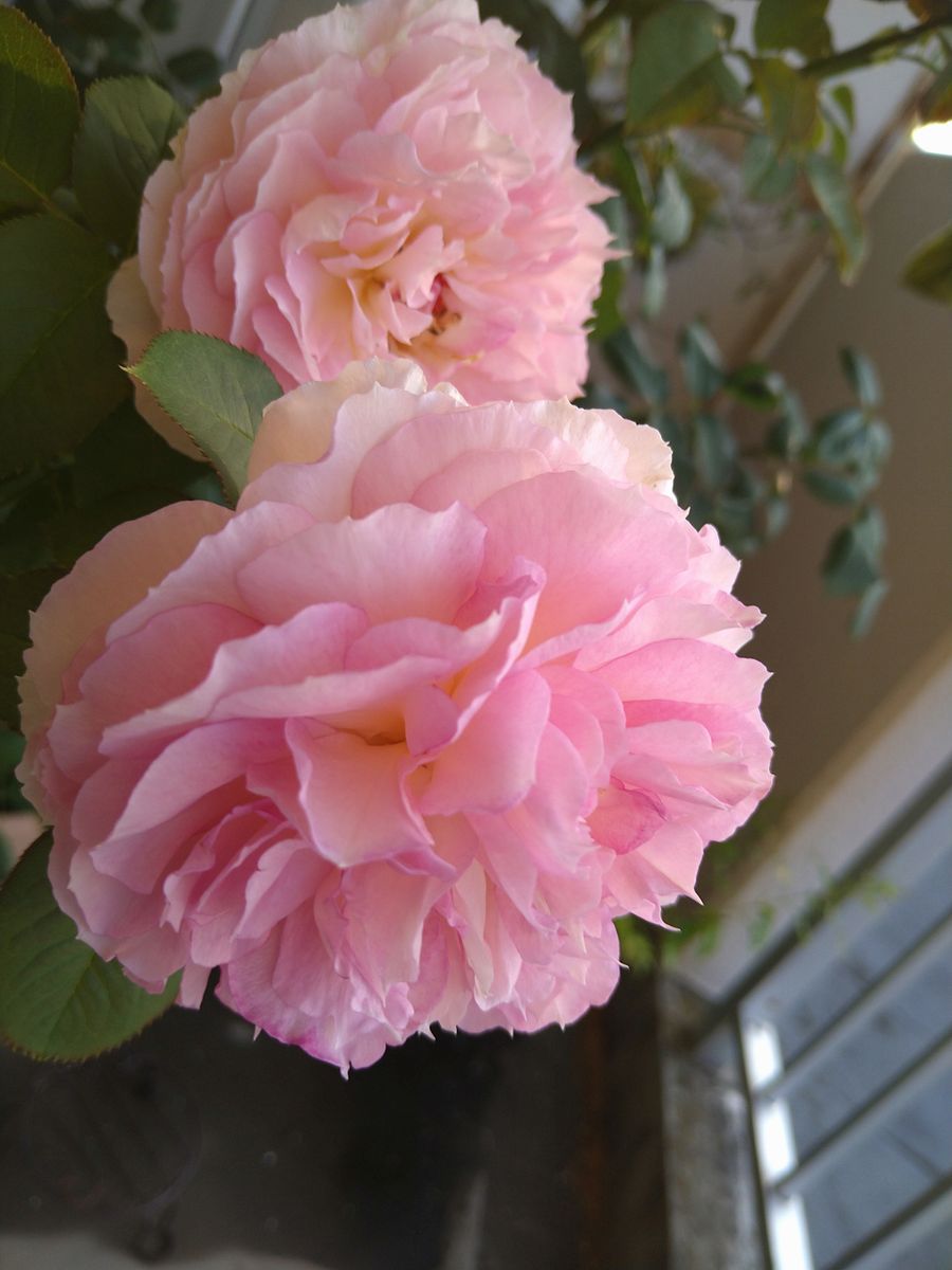 バラ（シュラブ・ローズ）の写真 by さんおと 秋薔薇 トロイメライ  いい色、香り