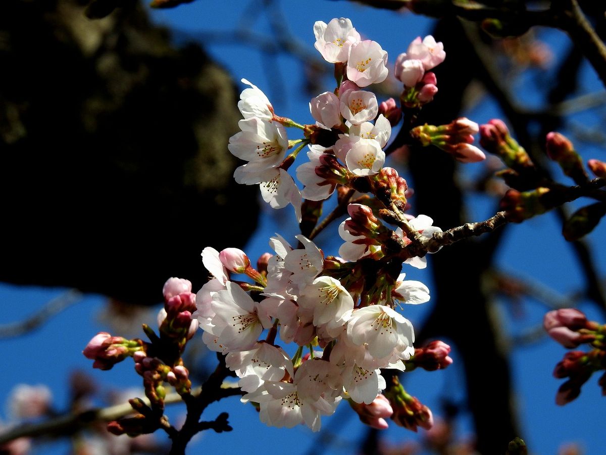 🌸今日はあちらこちらでサクラが咲いてきました。  朝、散歩道の公園でも咲いてきまし