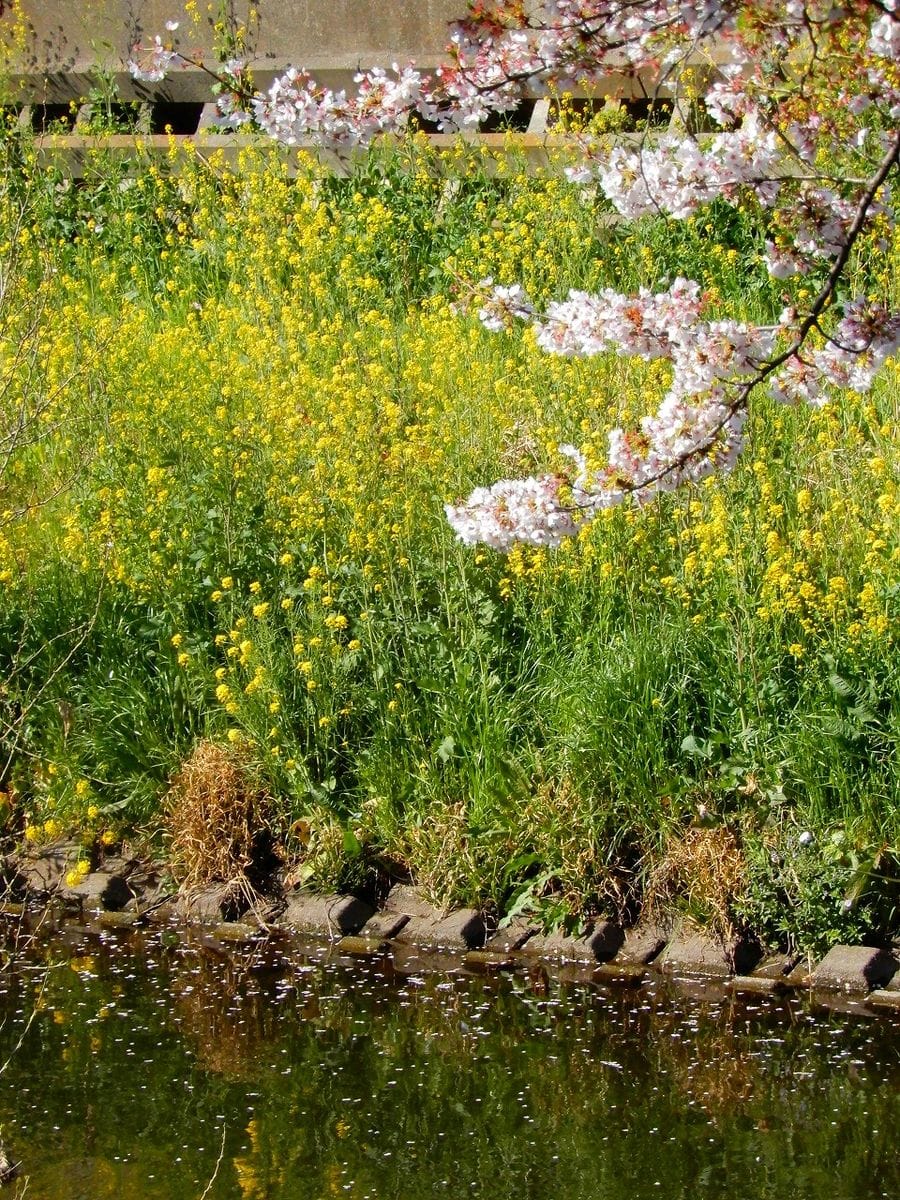 なの花 と 水面のサクラ   野川にて