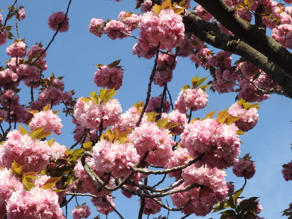 桃色の八重ザクラ が 満開です。  まーるくって ボリュームがあって可愛いです。  桜