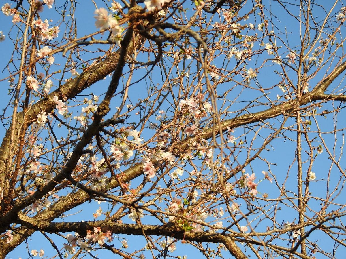 武蔵野の森公園 の 十月ザクラ