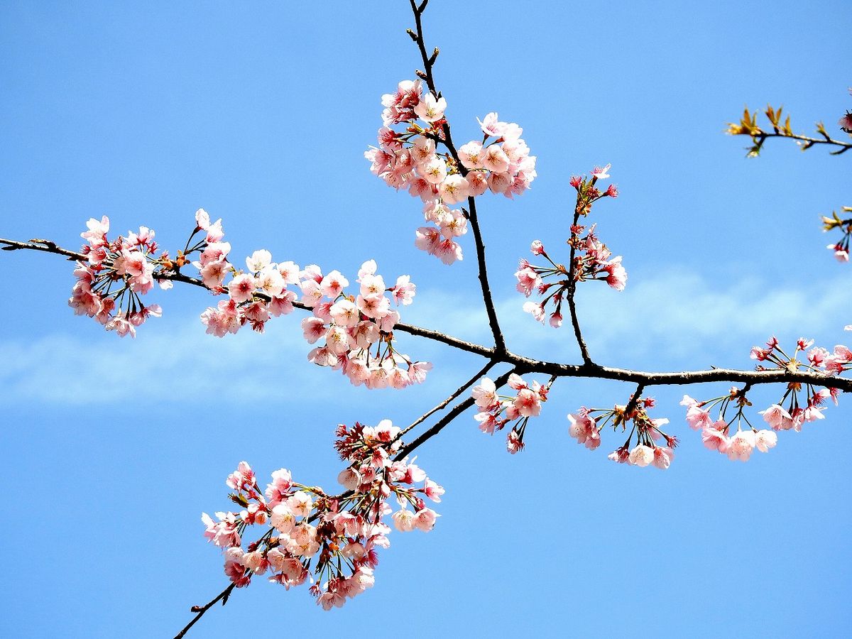 🌸オオカンザクラ が 華やかに咲いています。  花が咲き終わらないうちに若葉が顔を出