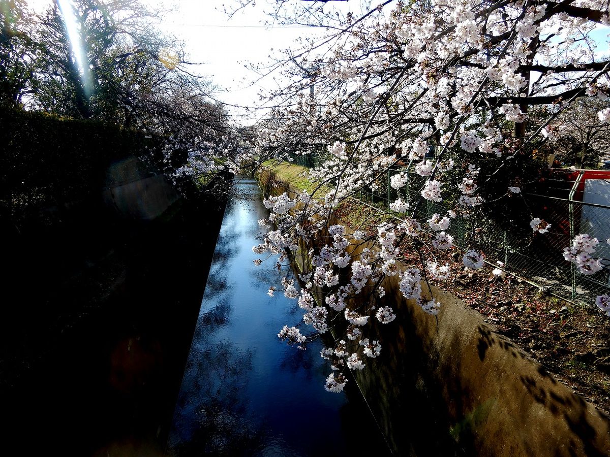 桜堤通りに咲くサクラ