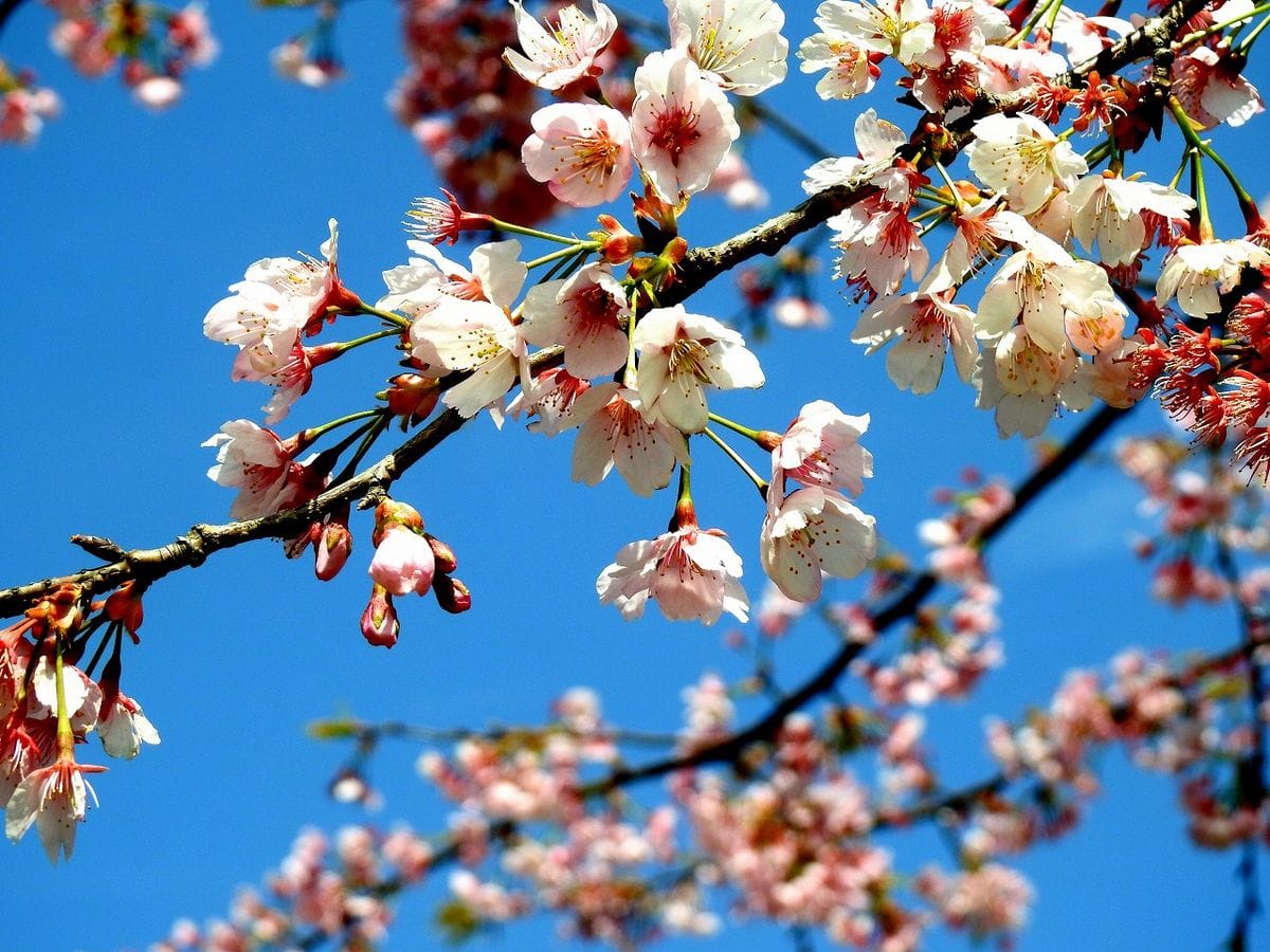 🌸オオカンザクラ 明るい華やかなサクラです。  埼玉県の安行にあった桜で「安行寒桜」