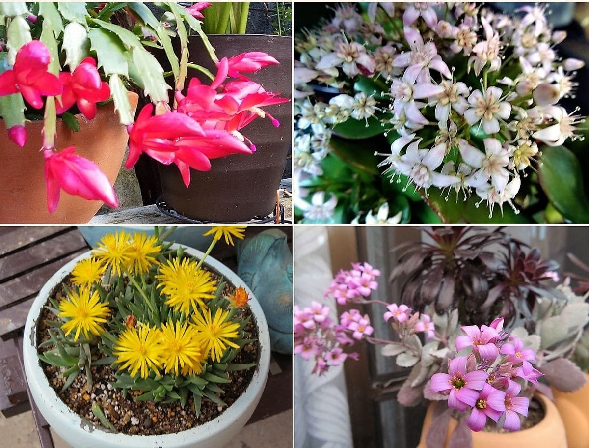 3⃣🌵複数花を咲かせる多肉植物たち 上📷左：シャコバサボテンの花...毎年冬場になると必