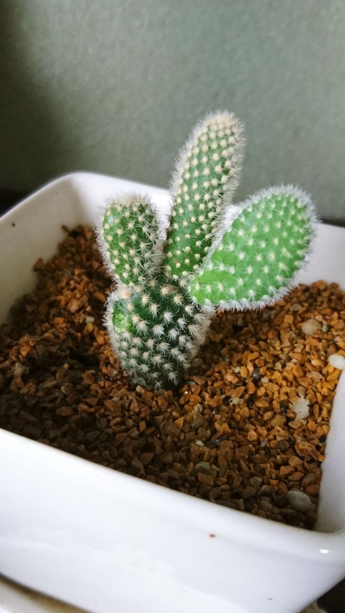 切り離し後、重たそうだった左側がすっきりしました🌵