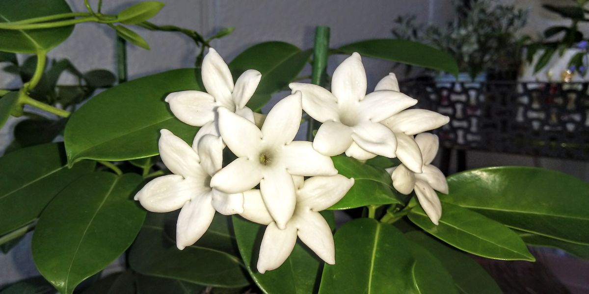 マダガスカルジャスミン いい香りの純白の花 素敵です(*^^*)