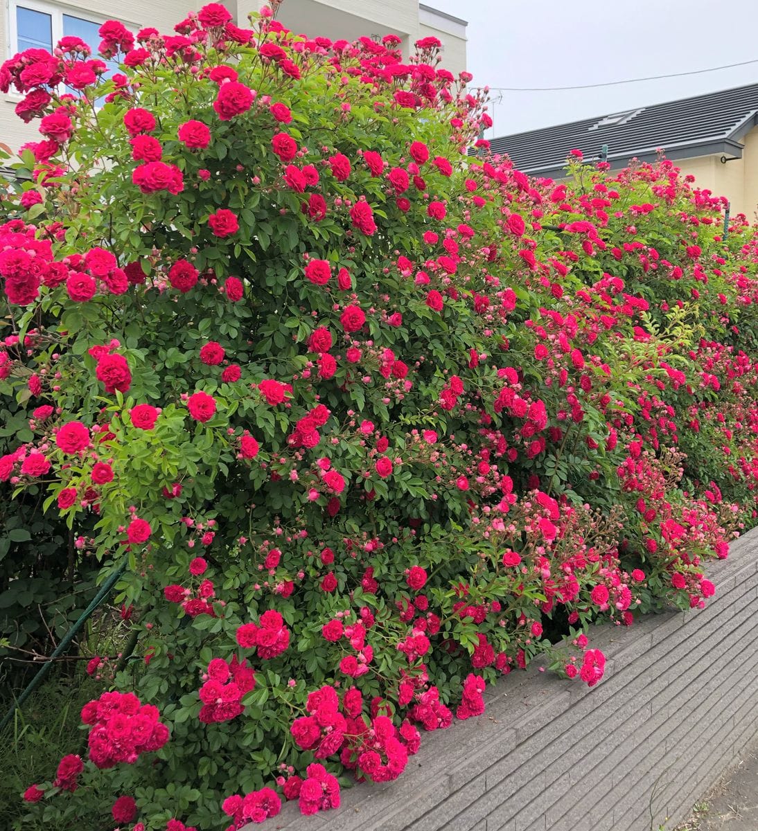 綺麗に咲いています。 キングローズ 2019  夏 6月19日