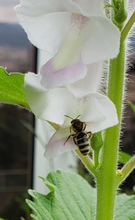 🐝ハチの仲間？！  黒ゴマのお世話をしている間中、何度も飛んできては花の中へ…👀🎵❗ 蜜