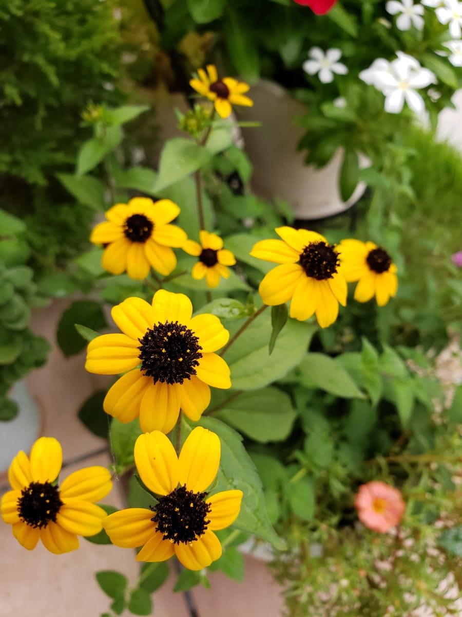 🎁花苗、ルドペキア タカオ  すっばらしいお花さんです～、大好きになりました😍💓💓 毎日