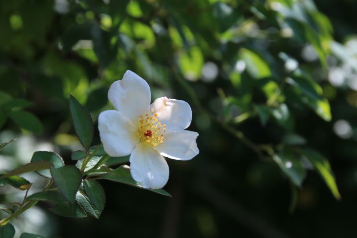 ほっとします😌 スヴニール・ドゥ・ルイーズレンズ🌹