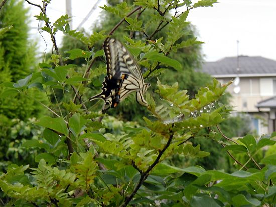 山椒にアゲハチョウ 産卵中かな