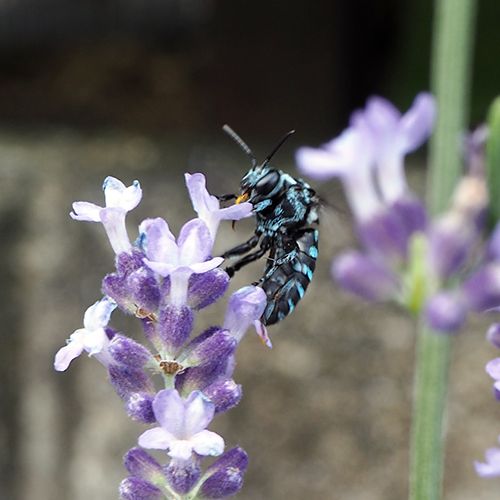 ラベンダーの写真 by Tomcat-m ラベンダーの花がら取りとか 剪定をしたいが がまんで