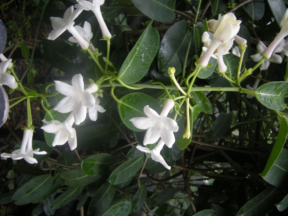 8月マダガスカルジャスミン🌿キョウチクトウ科