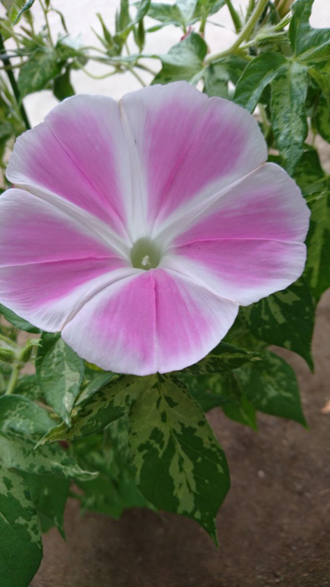 花てまり、きれいに開きました✨