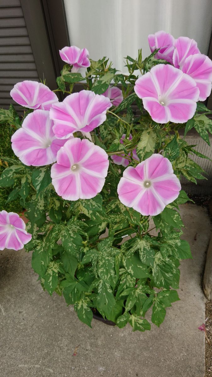 花てまり、たくさん咲いたけど、上の方ばかり😔 ツルが伸びたら適当にぐるぐる巻いてい