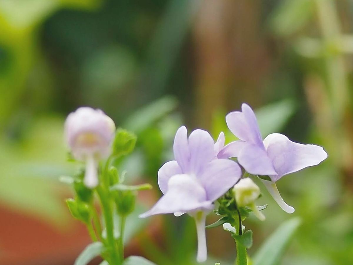 庭のどこかでよく咲いてくれてるネメシア 可愛い花です (*^^*)