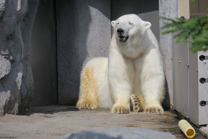 日本の夏は暑すぎる(-_-;)