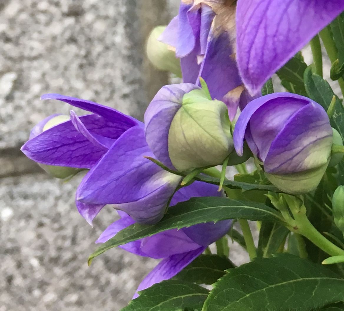 黄緑色のつぼみから、紫の花に変わる途中。 ９月３日。