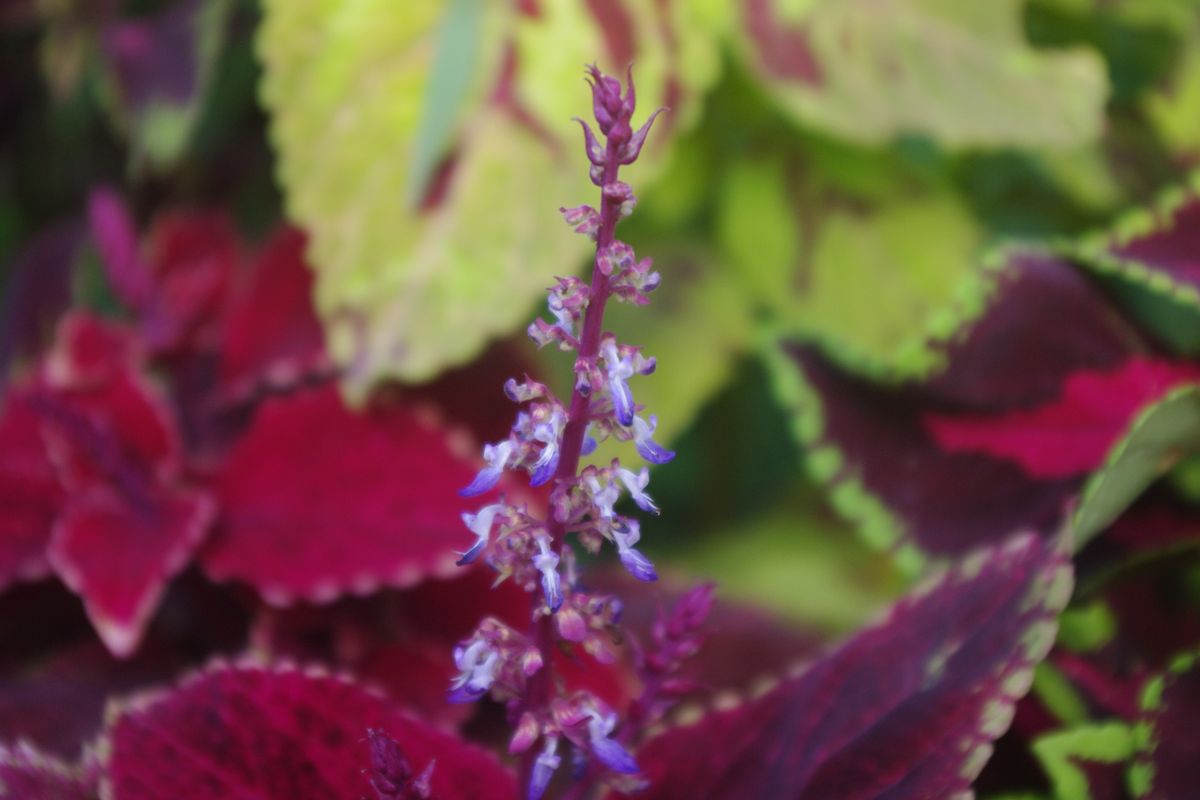 コリウス 葉の発色をよくするには花を摘み取る方がいいとか・・・ かわいい花が咲くの