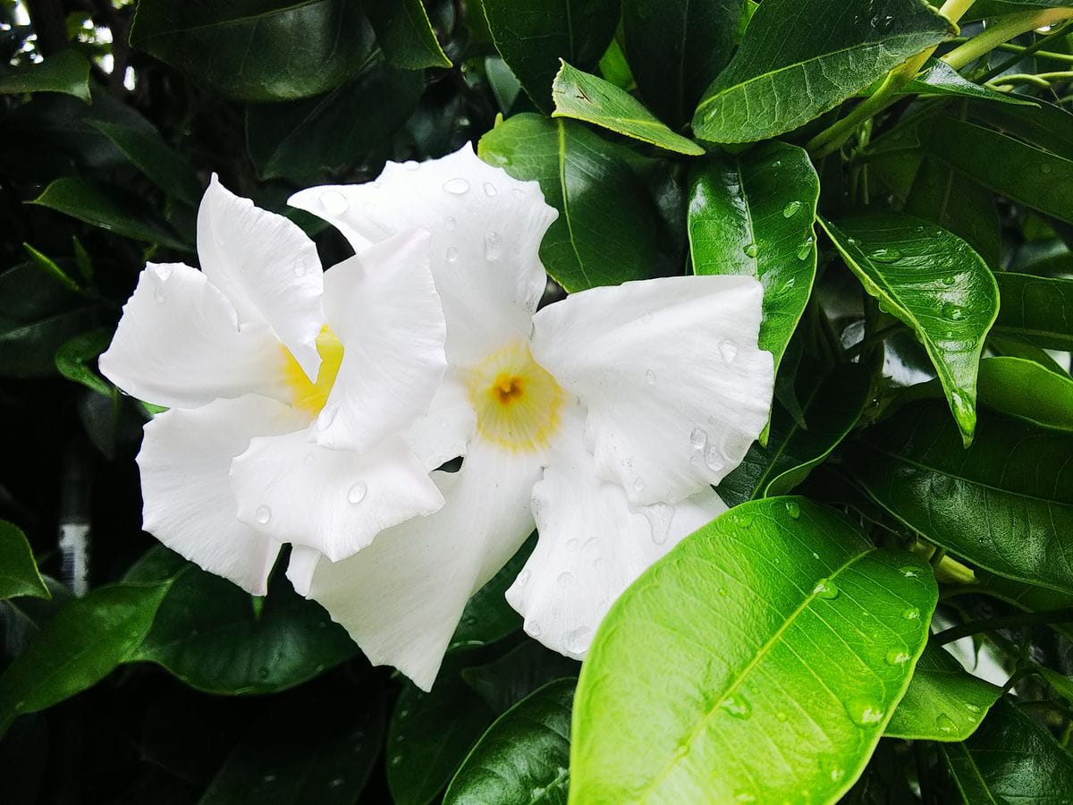 マンデビラの写真 by jictenko マンデビラの白い花が可愛い❤️