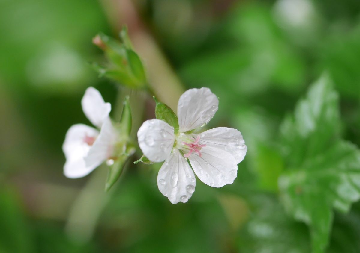 白花ゲンノショウコ 9/20  こちらは紫の花粉がありません。  ※ ゲンノショウコは雌雄