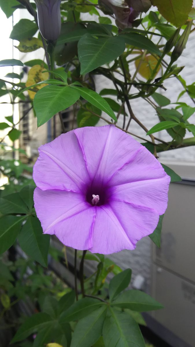アサガオの写真 by ヤン坊 綺麗な紫のもみじ葉琉球アサガオ