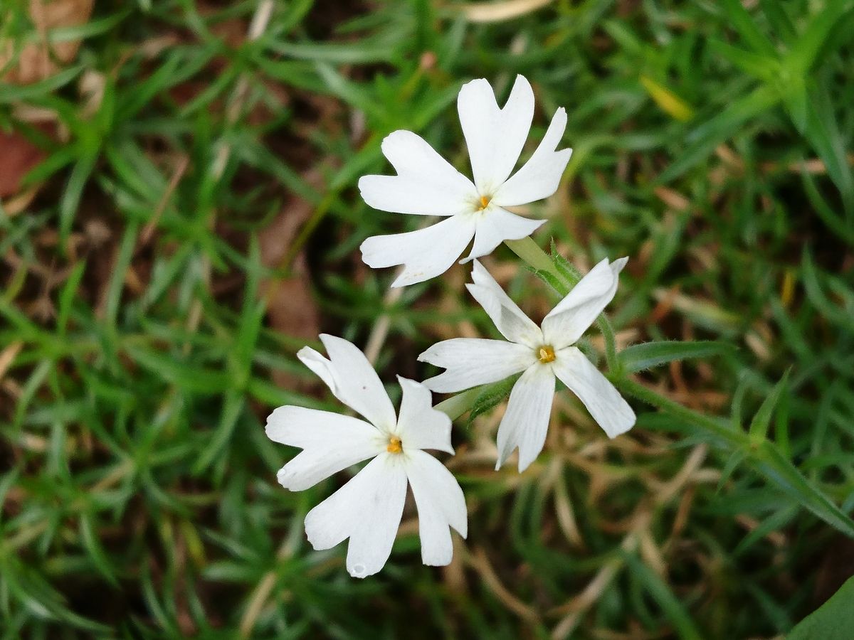 シバザクラ（芝桜）の写真 by いけの恋 芝桜が咲いています⁉️