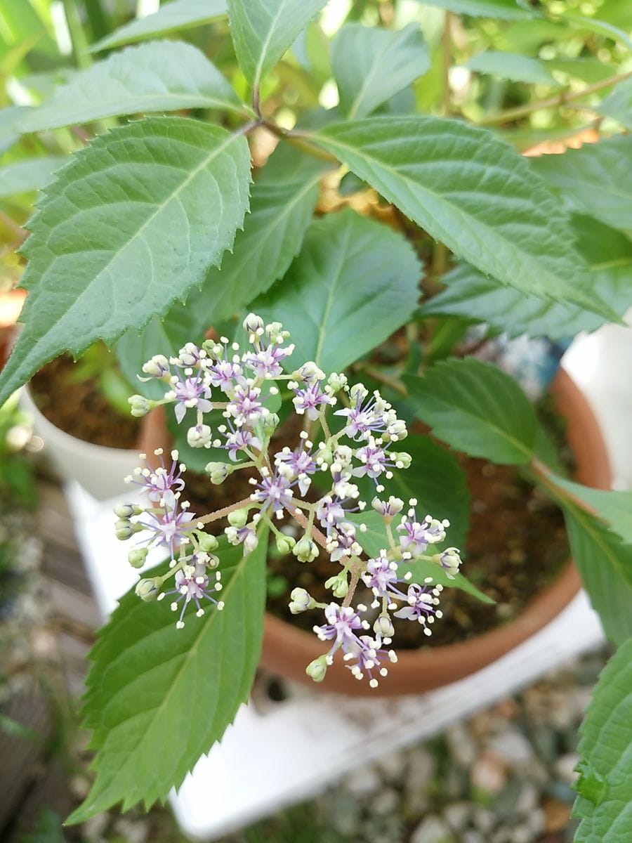 2年目で初開花のコアジサイ。甘い香りがします～