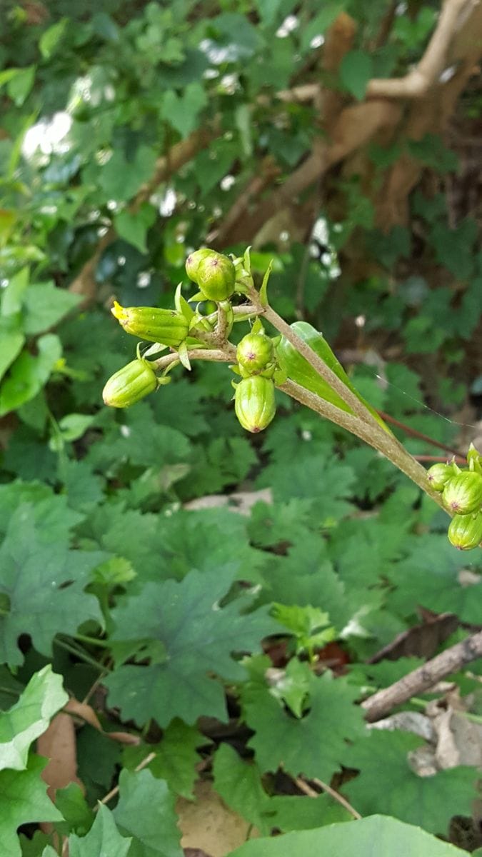 木陰でつわぶきの蕾は静かに開花の時を待つかのようです❤