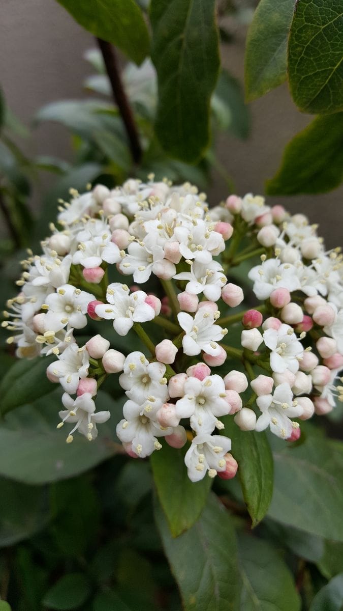 ラフィオレピスにも花が咲き初めました。  小さな可愛い花💠 5弁の花びらはまあるくて