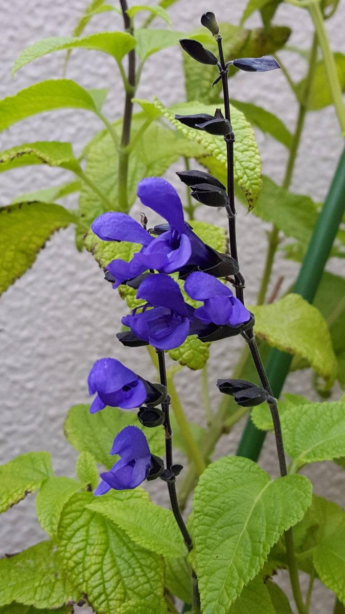 切り戻しから花💠を咲かせ始めたメドーセイジ、青紫の花色も色濃くなりとても素敵です❤