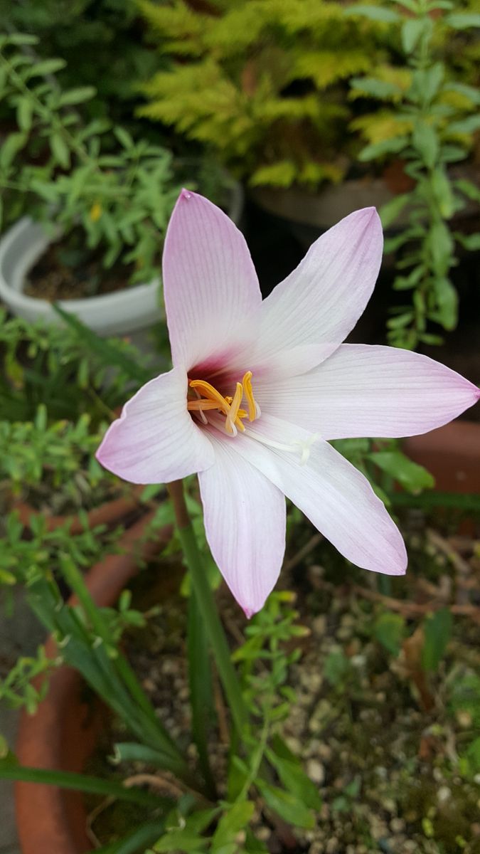 ゼフイランサスは元気にピンクの花💠を咲かせています。昨日雨の合間の様子です😆