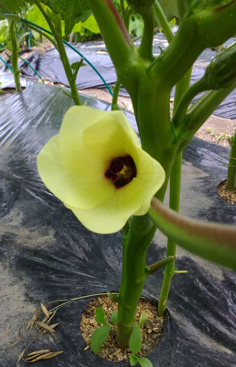 オクラのお花が初開花しました～💞