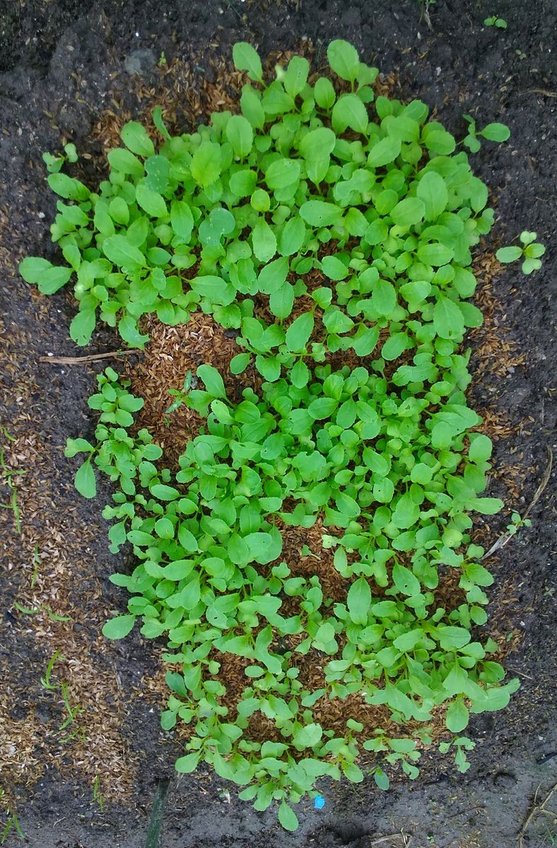 種袋が沢山入っているビニール袋の底にこぼれていました。 正体不明です(笑)