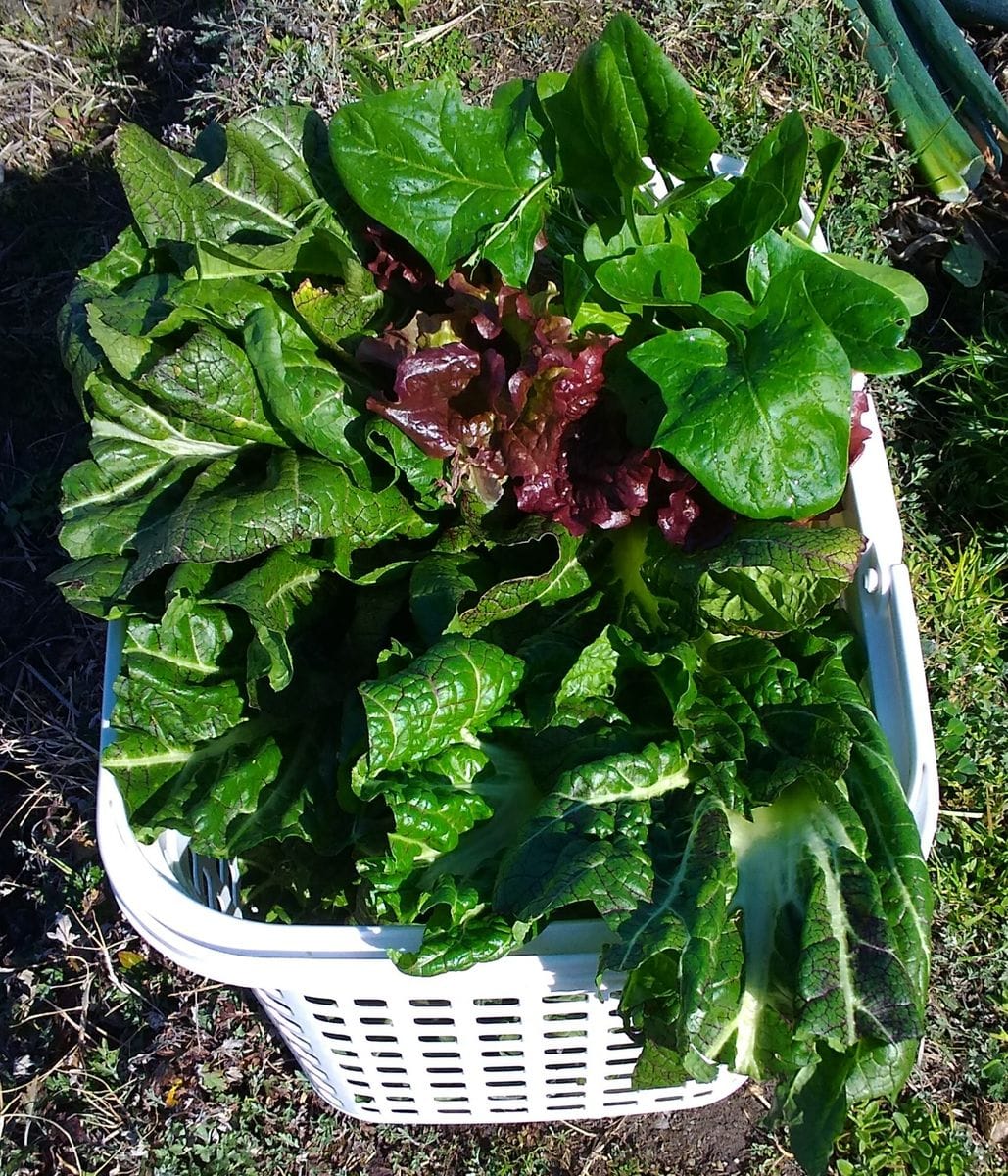 沢山収穫しました～ ほとんど高菜ですがちょっとだけほうれん草と サニーレタスが～