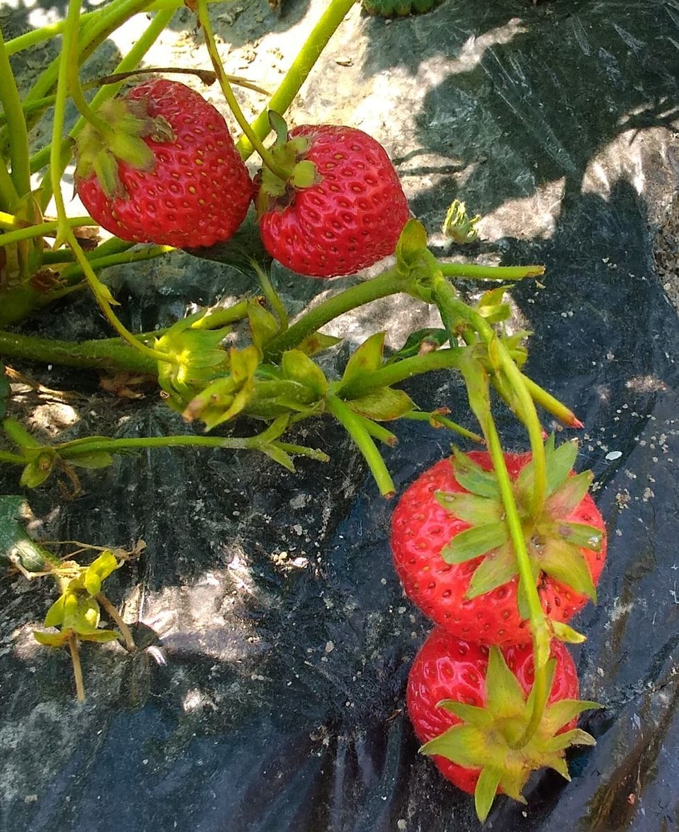 イチゴさん～🍓