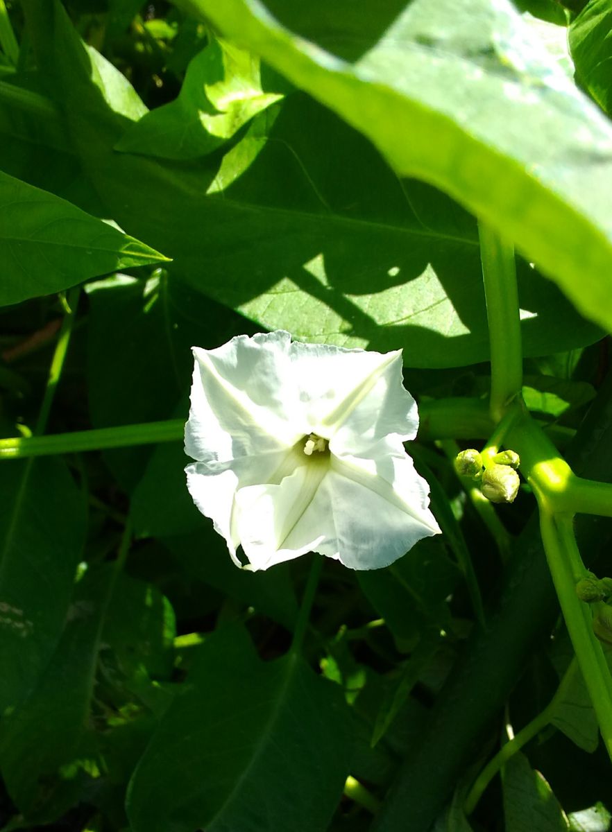 空芯菜のお花さん～💕