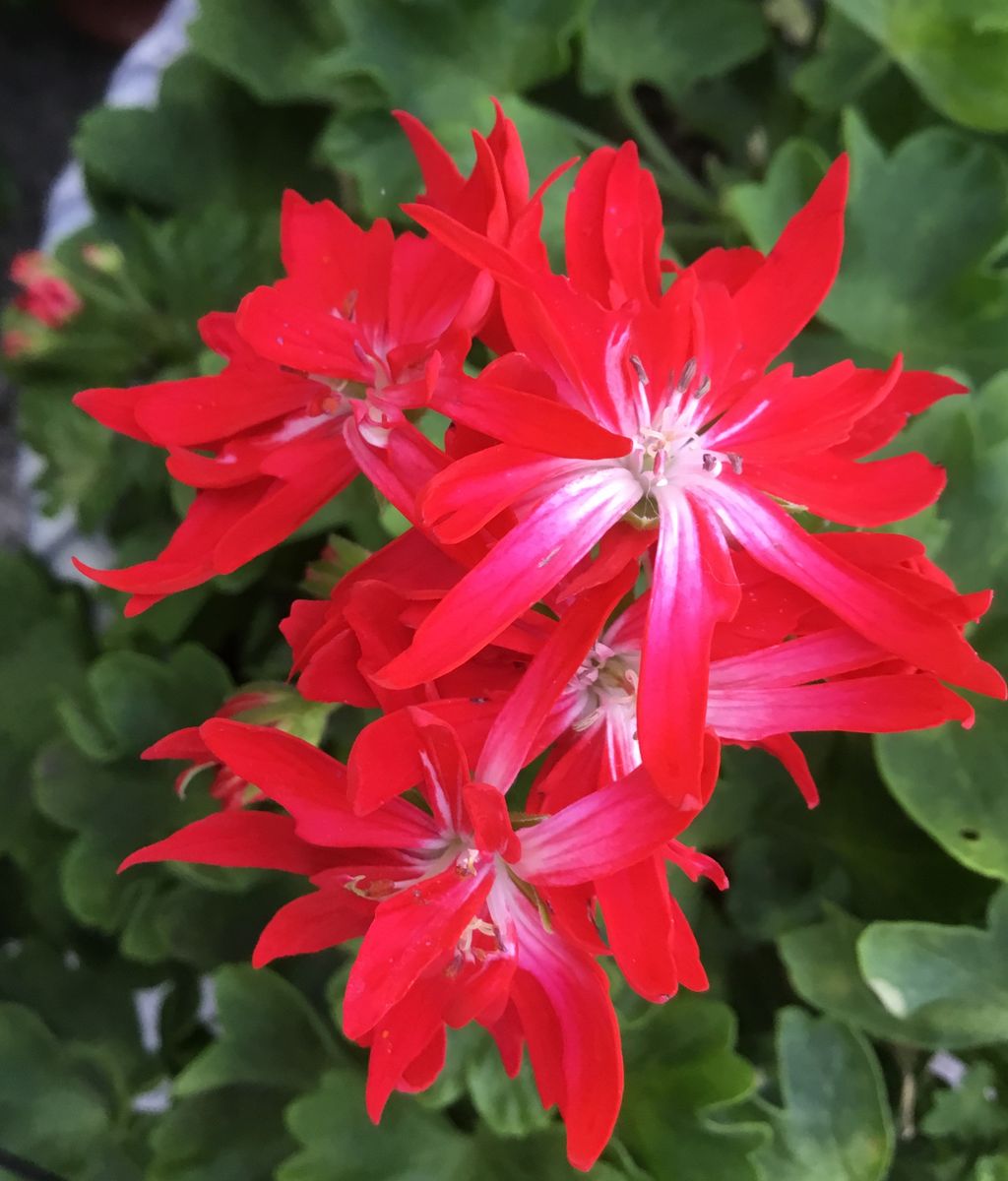 ゼラニウム・ステラの真っ赤な星形の花が美しい🤗