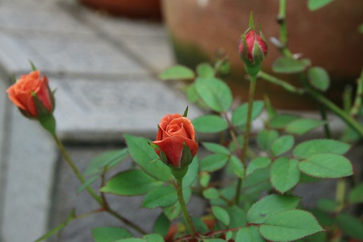 曇り空に かわいい茶色のミニバラ テディベア🐻🌹😌