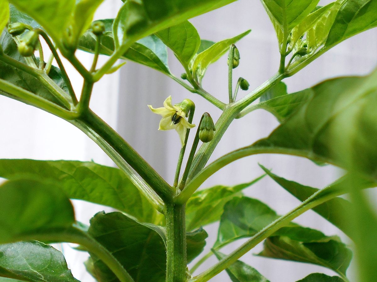 ピリピリ piri piri の花です。島唐辛子やタバスコと同じくキダチトウガラシ Capsicum