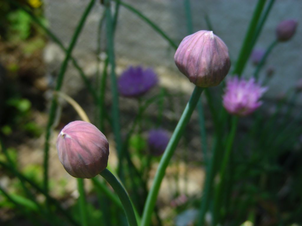 チャイブの写真 by 花が好きぃ～♪ 「アリウム」だと思う。  相変わらず管理外の植物の