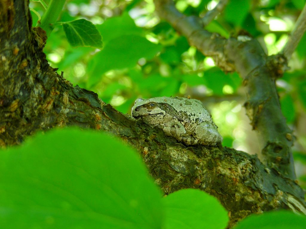 ウメ（花ウメ）の写真 by 花が好きぃ～♪ 眠そうな「アマガエル」・・・。  元鉢植えの