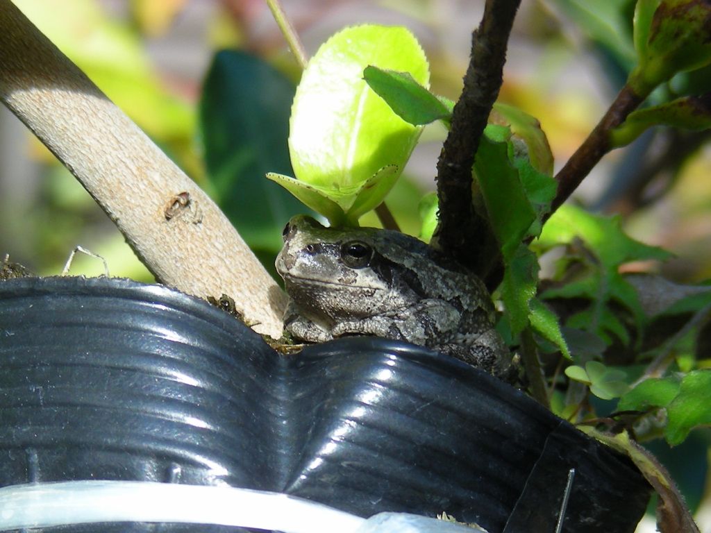 サザンカの写真 by 花が好きぃ～♪ 冬眠前の「アマガエル」。（その２）  このアマガエ