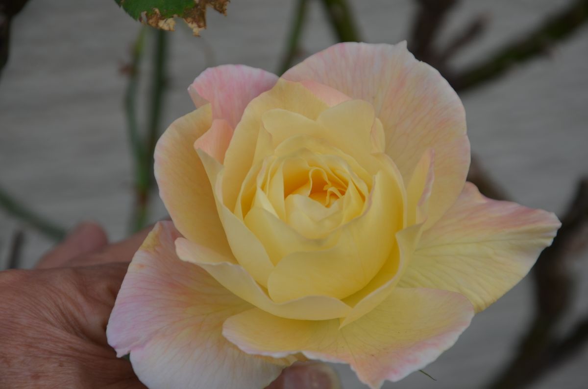 アブラカダブラ  今年の秋の薔薇は、もう終わったと思っていましたら、また咲いてくれ