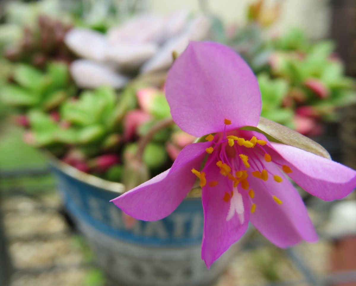 多肉植物の寄せ植え 桜吹雪のお花が咲きました