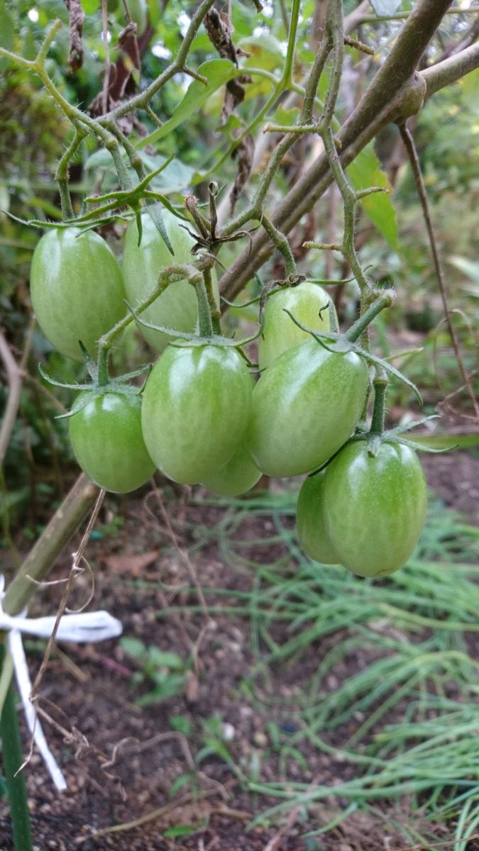 トマトの写真 by ころちゃんの庭 ミニトマト、今ごろ青い実をたくさん付けてきました