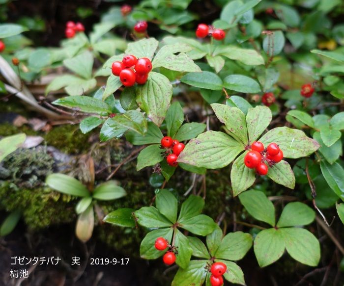 ゴゼンタチバナの実